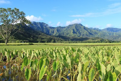 The Taro Fields