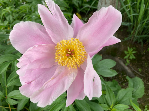 Whistler's Inn by null