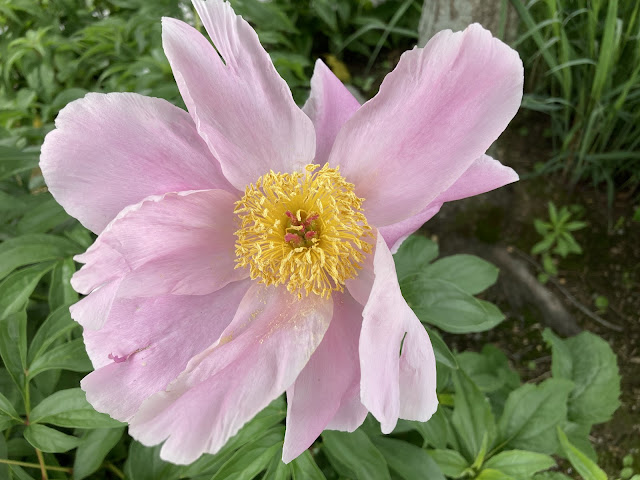 Whistler's Inn by null