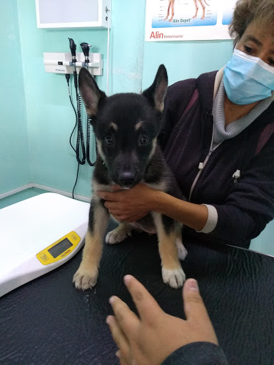 Consultorio Veterinario Balani
