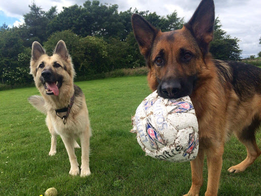 Furry Tails kennel & Cattery - United Kingdom
