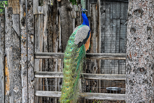 Idaho Falls Zoo at Tautphaus Park - Thumbnail
