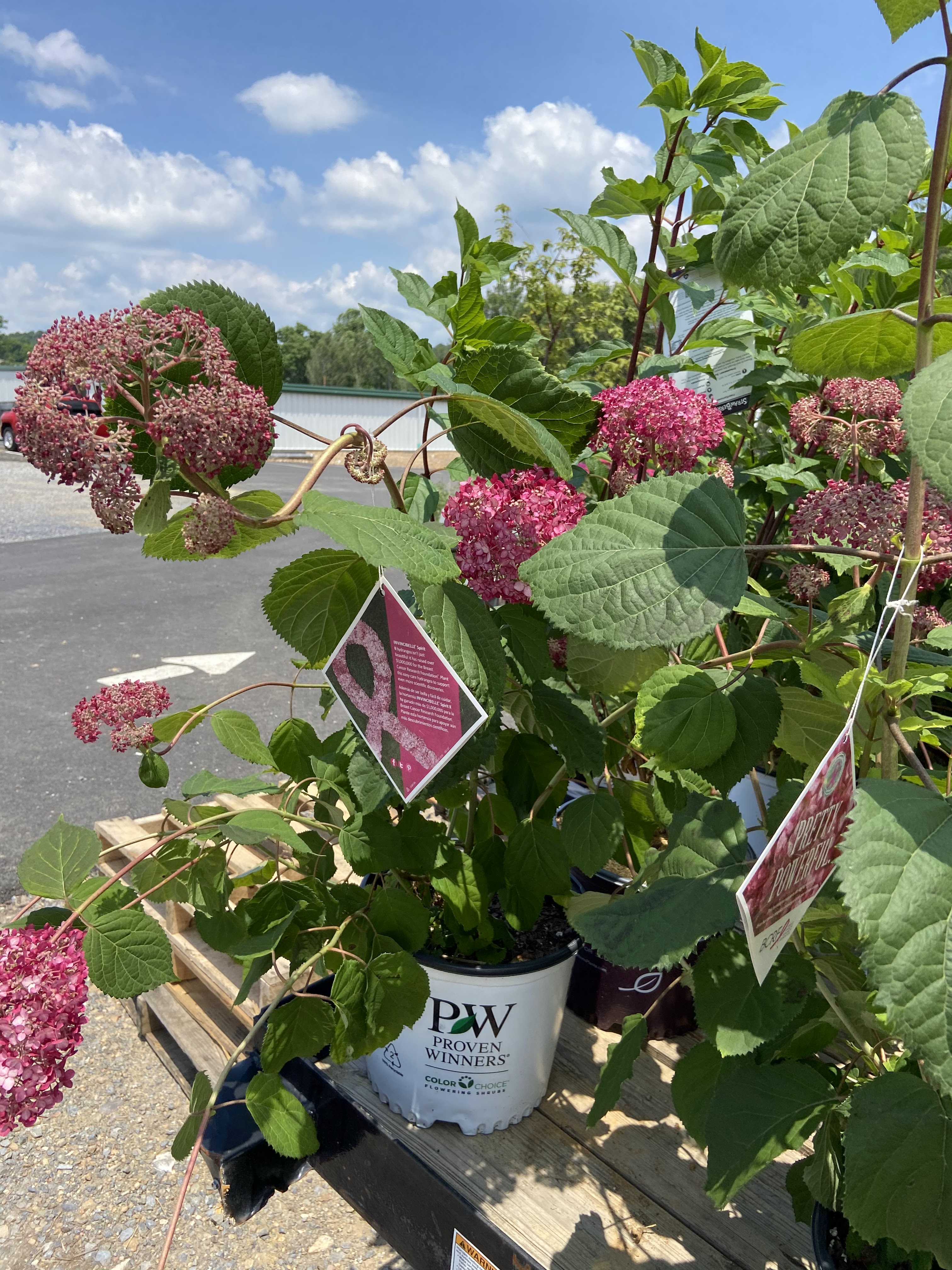 Phat Bac’s Flower Shack
