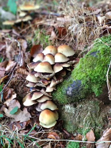 Hayedo de Lombraña - Thumbnail
