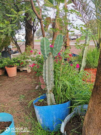 Vivero medina - Thumbnail