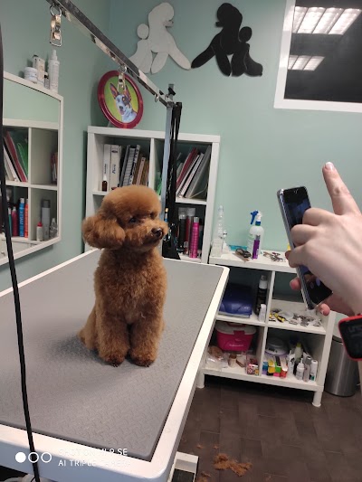 Photos of Peluqueria canina Reguau!pos
