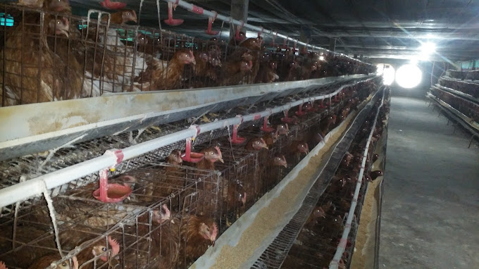 Cửa Hàng Vật Tư Nông Nghiệp Trần Thị Út