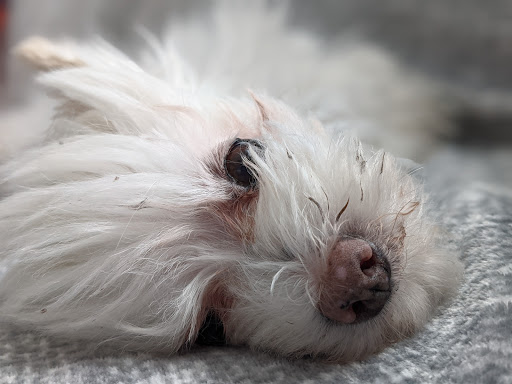 Clinica Veterinaria Tripodi - Thumbnail