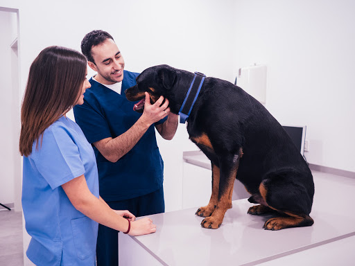 Centro Veterinario Neptuno
