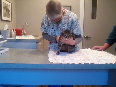 Cat Clinic of the Quad Cities