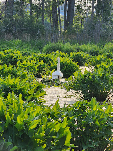 Mill Point Preserve - Thumbnail