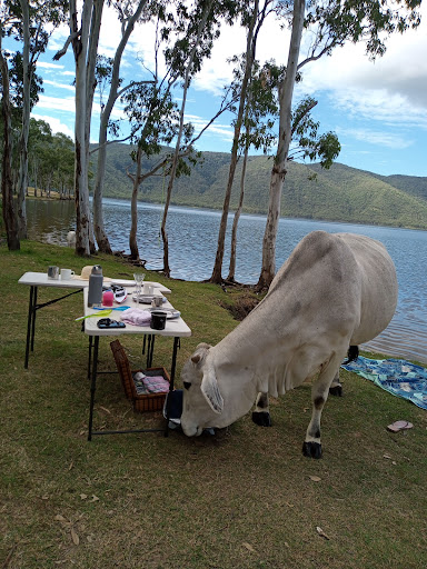Eungella Dam Camping Grounds - Thumbnail