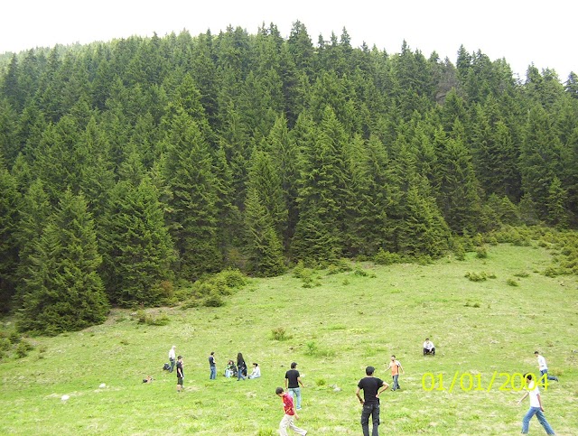 Pokut Yaylası