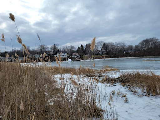 Phragmites Park - Thumbnail