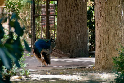 Photos of Villa Del Pavone