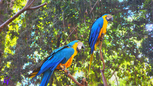 Tropical Rain Forest - Thumbnail