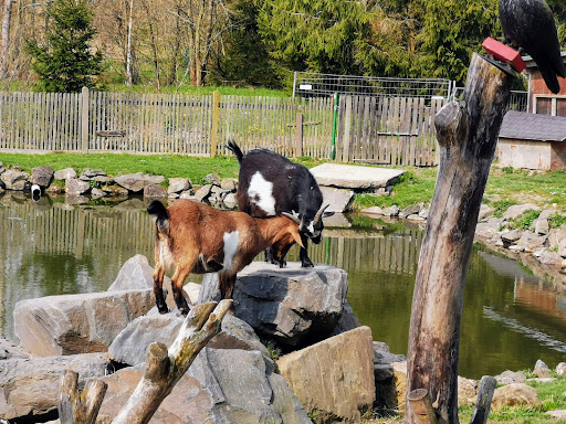 Tiergehege Dröbischau - Visual