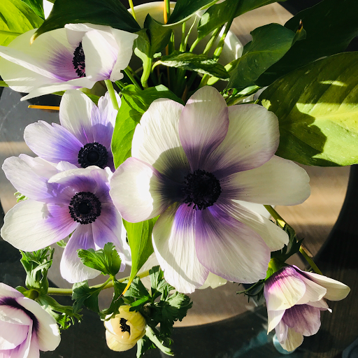 Humble Bee Flower Farm - Thumbnail