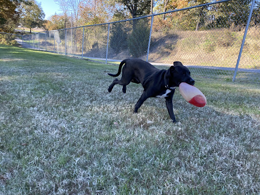 Paws Playground