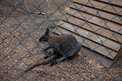 Photos of Wildlife Wonders
