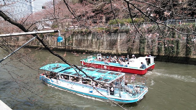 Meguro River Cherry Blossoms Promenade