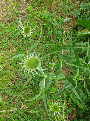 Etang Buya - Thumbnail