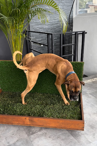 Pet Thrones Factory Gallery - Mexico