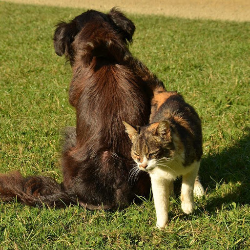 Emilio Epis Pet Food Casale - Thumbnail