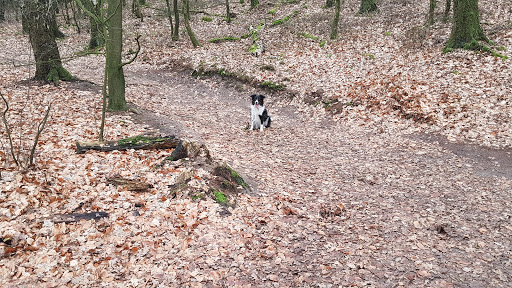 Hooge Heide (Bergherbos) - Thumbnail