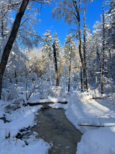 Wildcat Forest - Thumbnail