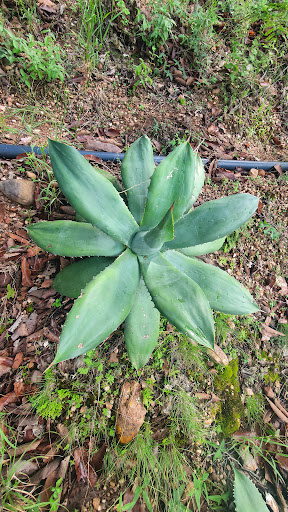 Rancho la Garañonera - Thumbnail