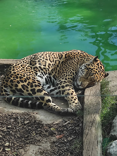 SAS Zoo de Bordeaux-Pessac - Thumbnail