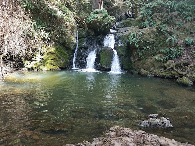 Roys Redwoods Preserve