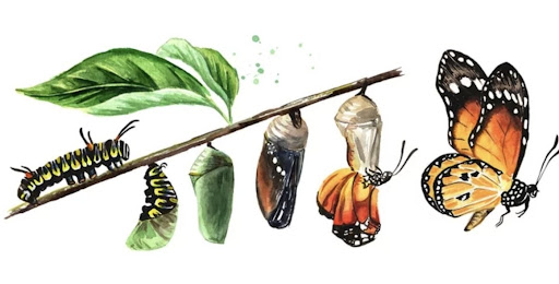 MONARCA SALÓN DE BELLEZA & TIENDA