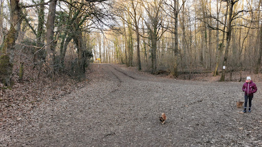 Forêt départementale du rocher de Saulx Gallery - France