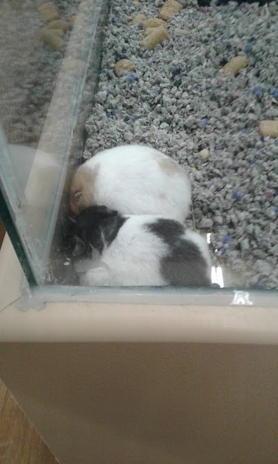 Photos of Petland Chillicothe