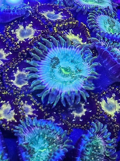 Supreme Reefs - Thumbnail
