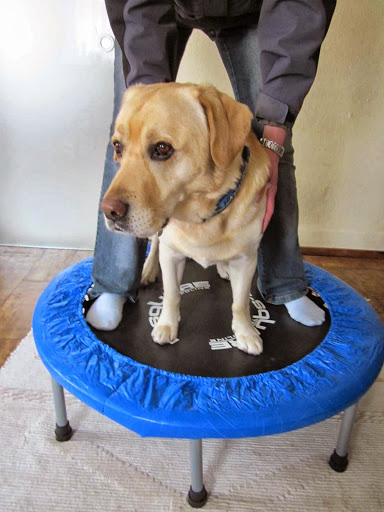 Hunde-Reha Vital - Mobile Hundephysiotherapie - Thumbnail