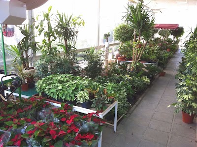 Photos of Alswany Agriculture Co. & Nurseries شركة السواني الزراعية - مشاتل