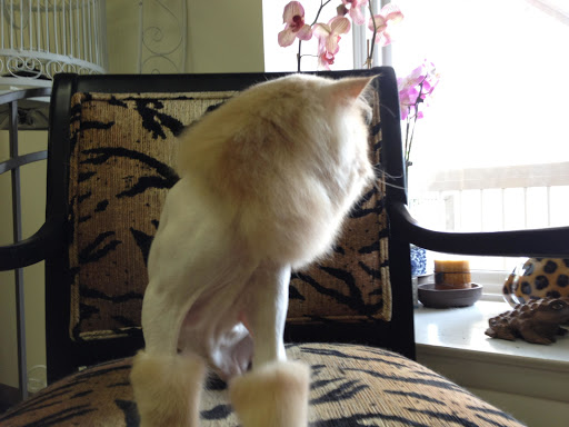 The Main Lion Cat Grooming Salon Gallery - United States