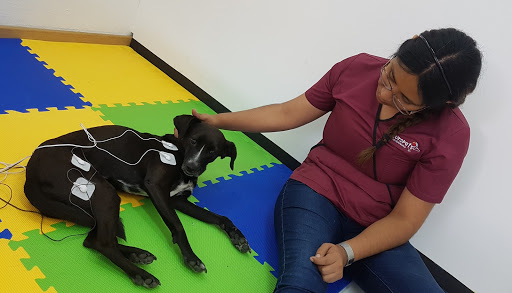 Neuropets Clínica Veterinaria