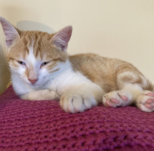 Clinique Vétérinaire du Docteur Stéphane Uzan - Vétérinaire