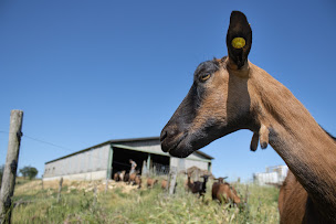 Photo n°14 de Chèvrerie de Bonifé à Avignonet-Lauragais (Fromagerie)