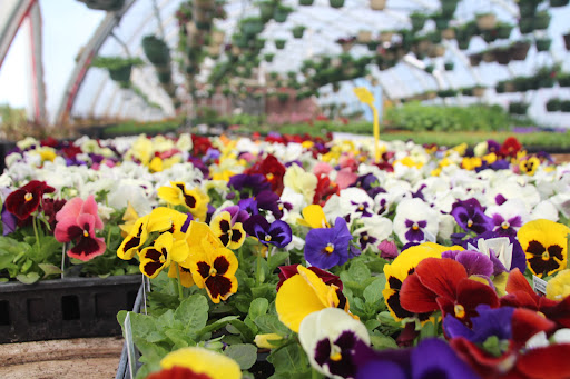 Northern Roots Garden Centre - Thumbnail