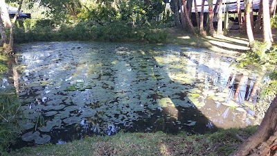 Photos of Beija Flor