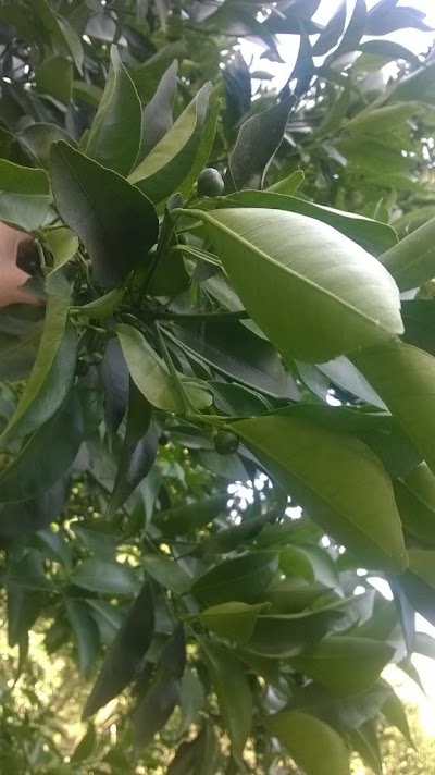 Photos of Orange Garden