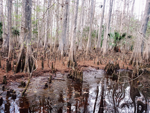Kissimmee Chain of Lakes Area Wildlife Management Area - Drasdo - Thumbnail