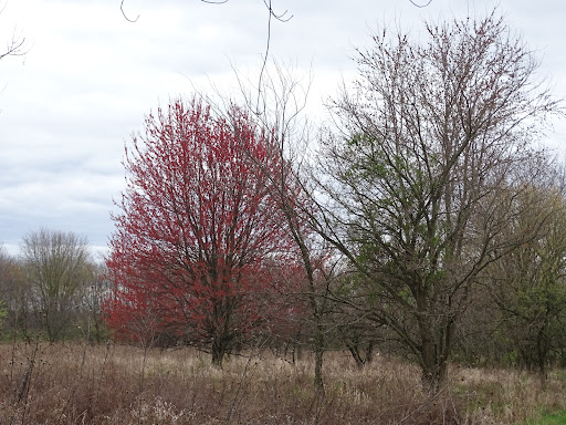 MEADOW TRAIL - Visual