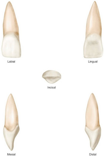 "Transform your smile with top-tier root canal treatment (RCT) for your left maxillary central in… post image