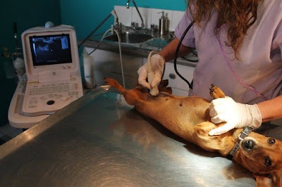 Photos of Pets Veterinary Clinic